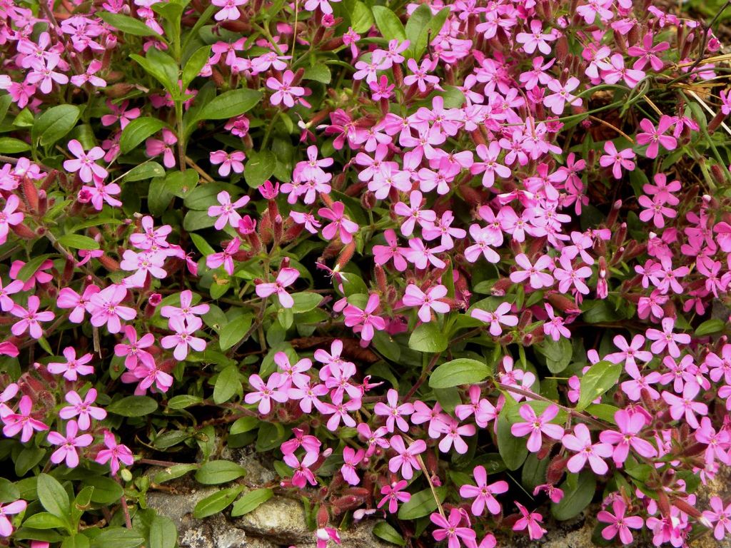 Saponaria ocymoides